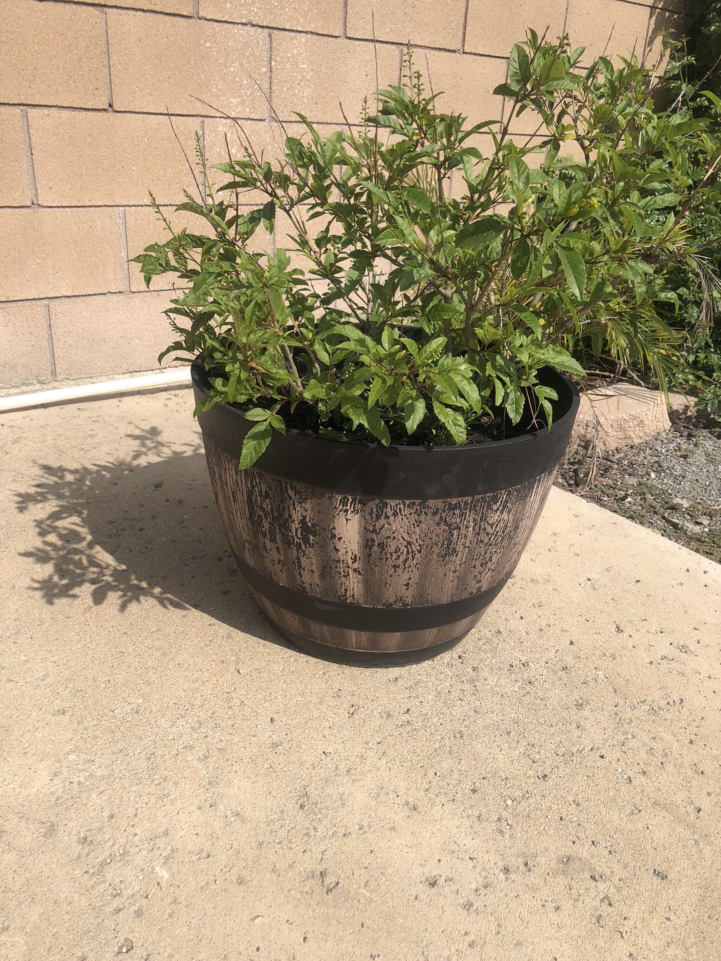 Plant & Pot 