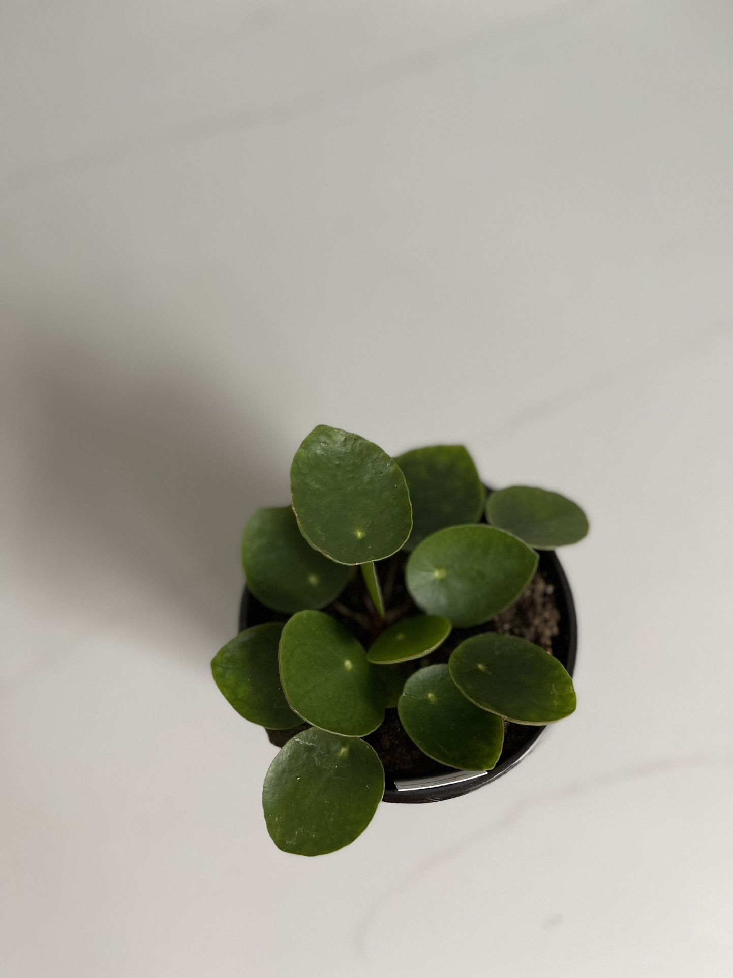 Chinese Money Plant In 4 Inches Pot