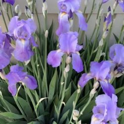 Light Purple Iris In 1 Gallon Pots