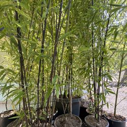 Bamboo 