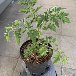 Tomato Roma