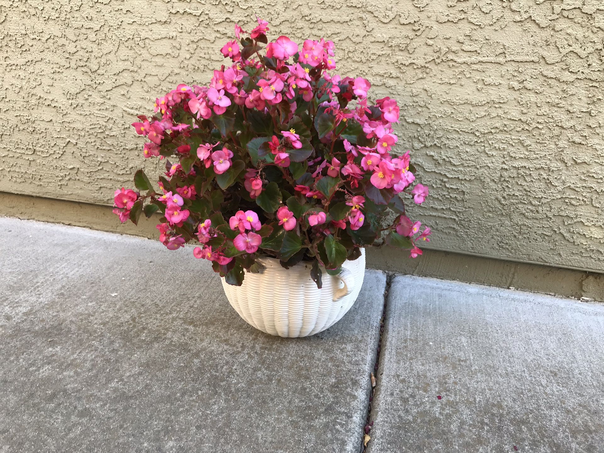 A large flowering begonia plant in a pretty white ceramic pot