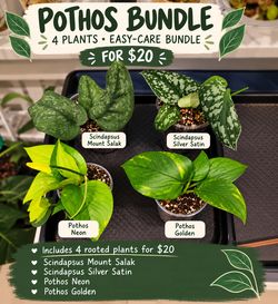 Pothos Bundle — 4 Plants