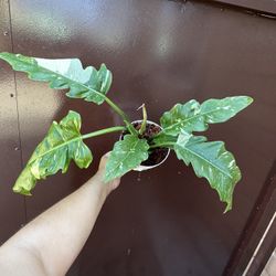 6” philodendron ring of fire