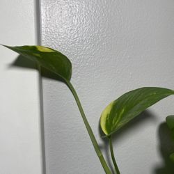 Golden Pothos Cuttings