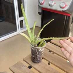 Small Aloe Vera