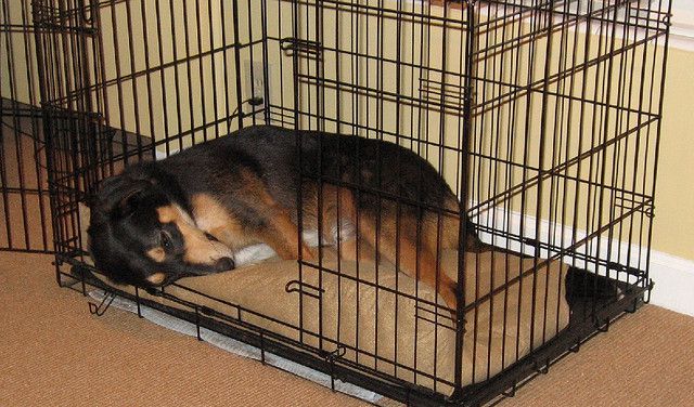 Large dog crate with divider