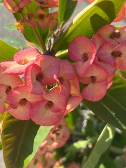 Crown of Thorns Plants for Sale / Plantas Corona de Cristo en Venta 🌵
