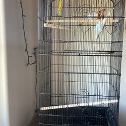 Bird Cage 