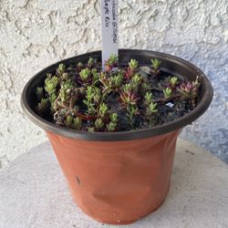 6 Inch Pot Succulent Plant - Rare Portulaca Gilliesii - Purple Rice - Rooted & Established Plant - Drought Resistant - 🪴
