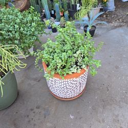 14in Terracotta Pot With 3 Types Of Elephant Food Plants 