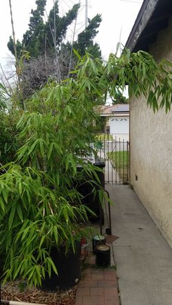 Lako bamboo