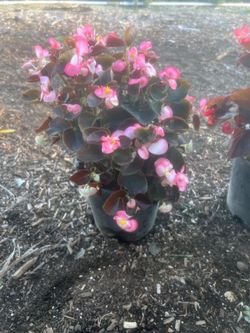 Begonias