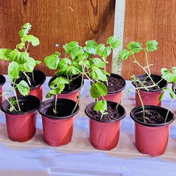 Seedlings -group No.3- Moringga , Long Beans And Bittermelon 