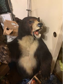 Big black bear