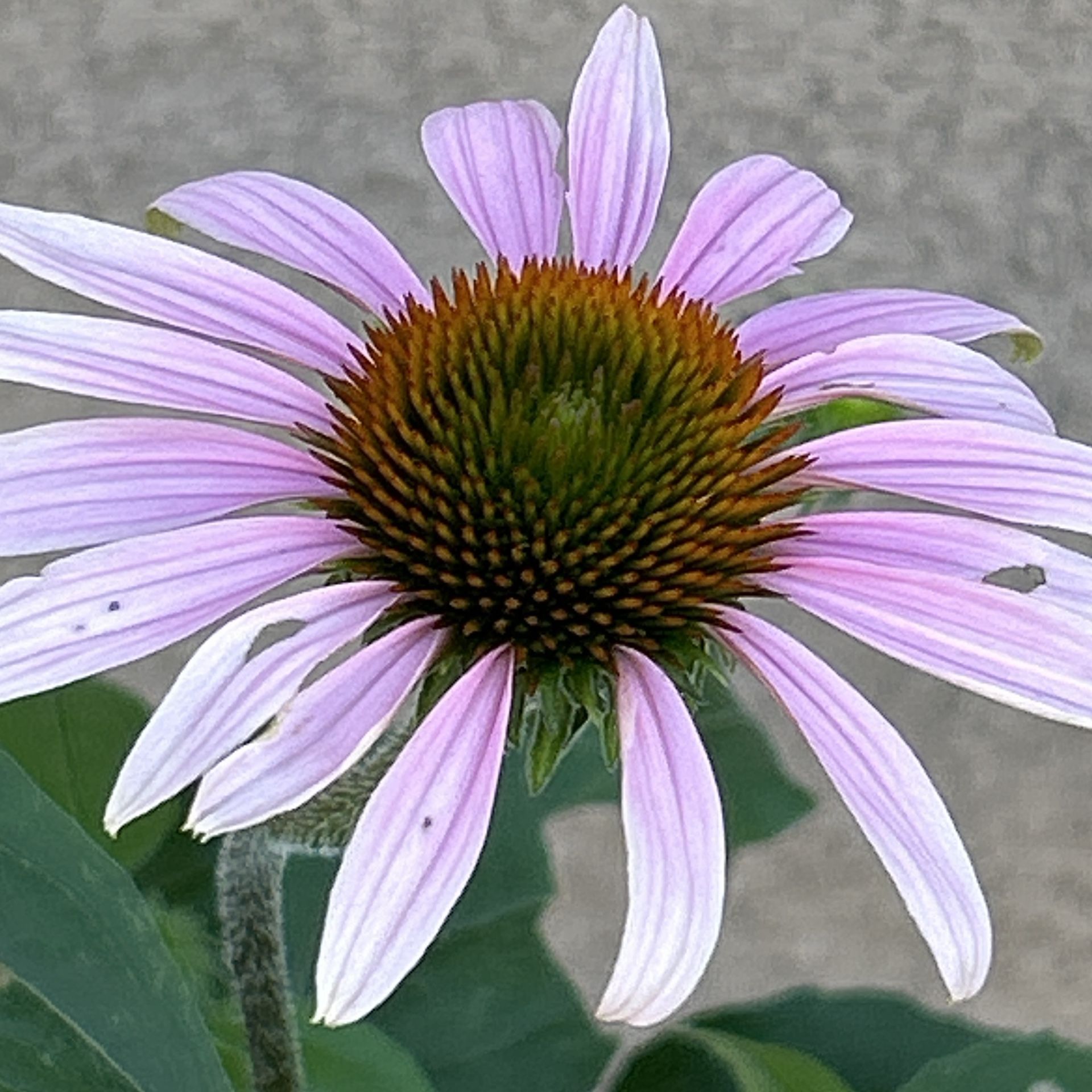 Blooming Purple coneflower (Echinacea anguvstifolia) Live Plant in 5-gallon Container