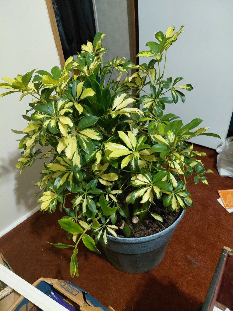 Live umbrella plant.36 In Tall.26 In.wide