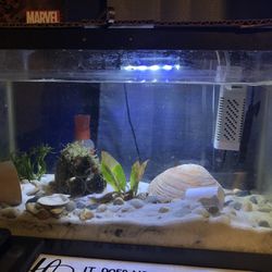 Planted 5 Gallon Fish Tank(comes with Filter And Small Heater 