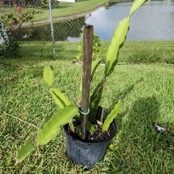 Dragon Fruit 2 Sizes