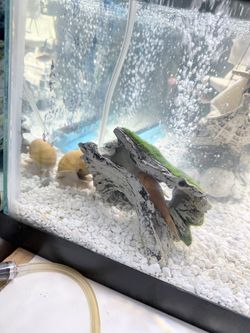 Acuario de 20 galones completamente equipado