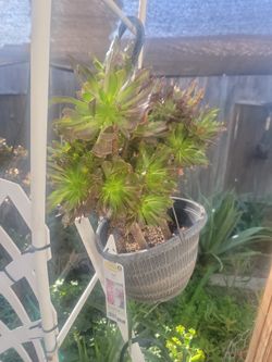 Succulent Plant
