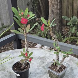 Blooming Young Coral Color Crown of Thorns Plant- 12" Tall * SOLD SEPARATELY 