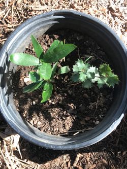 Two little native mountain trees  together in 1 pot