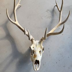 6x6 Elk Head & Antlers