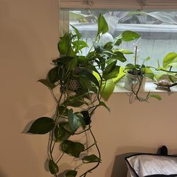 Assorted houseplants