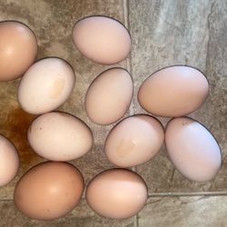 Chicken Eggs