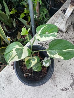 Njoy pothos