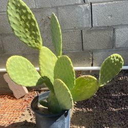 Cactus With Roots  Ready .