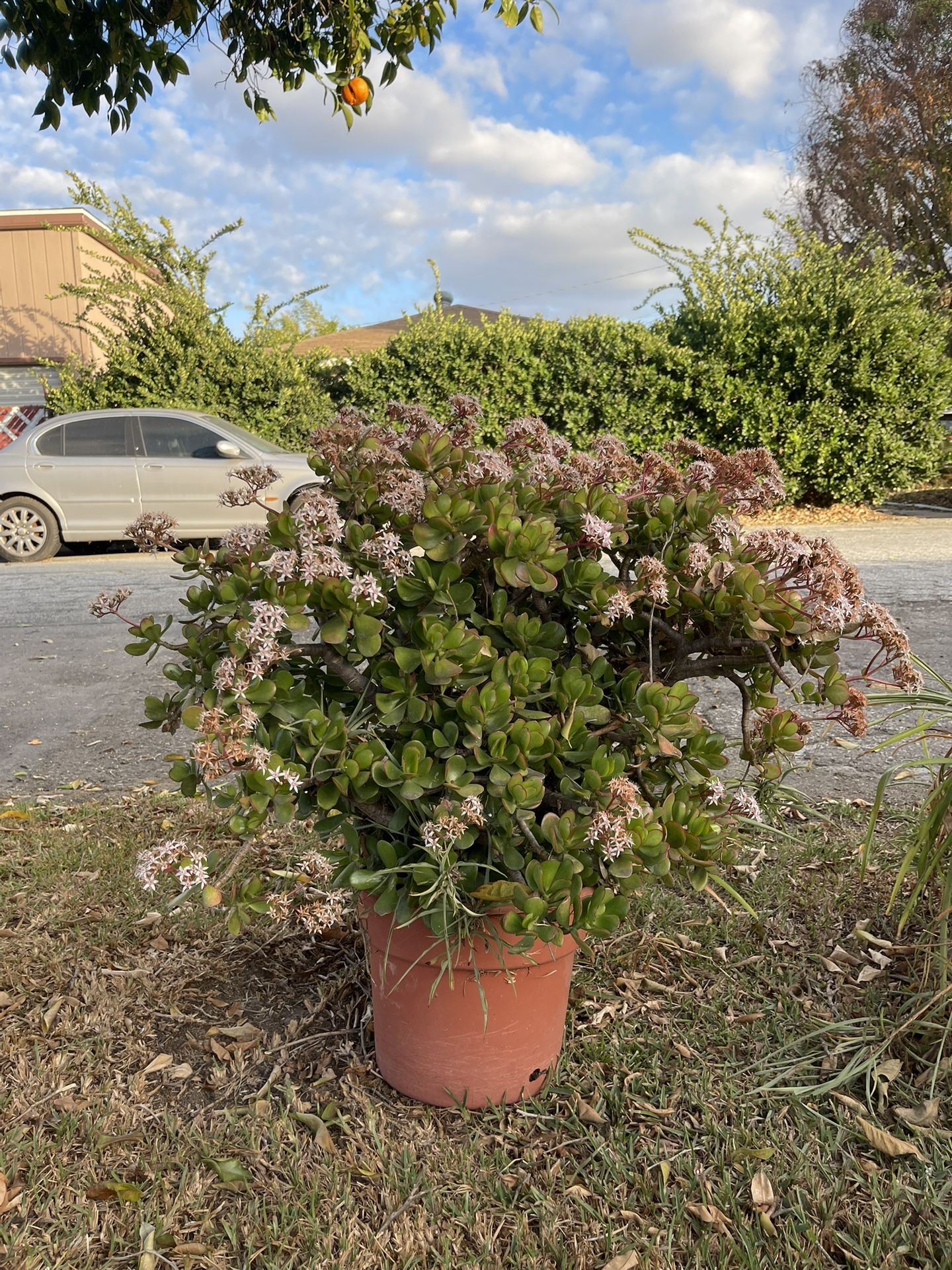 Extra Large Flowering Jade