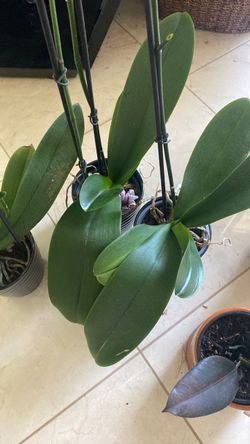 Large orchids