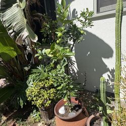 Beautiful Lemon Tree W Pot