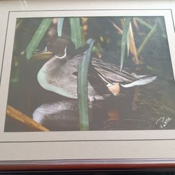 Mallard Duck Colored Print 