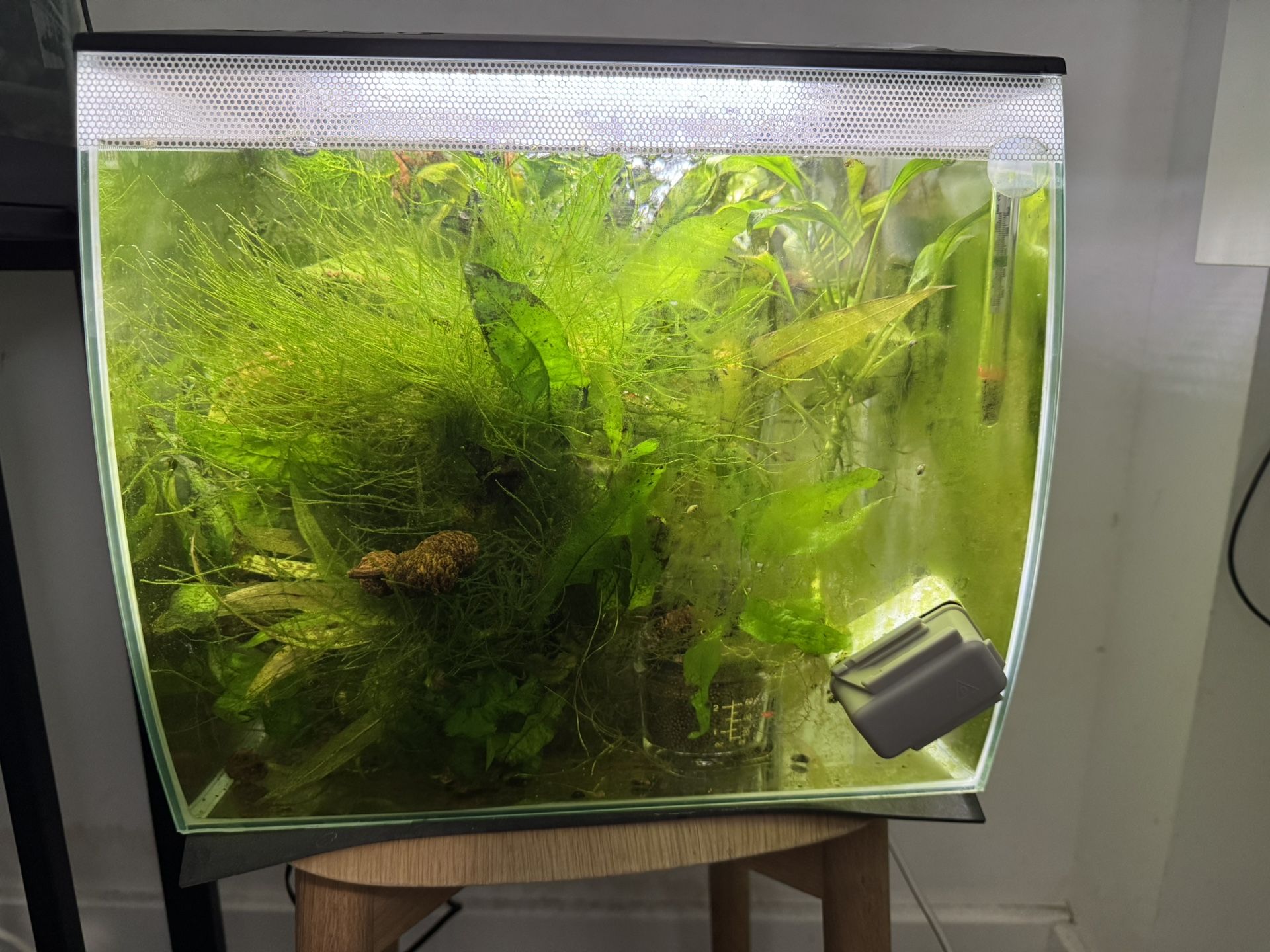 Fluval Flex 9 Gallon Cardinia-shrimp Tank
