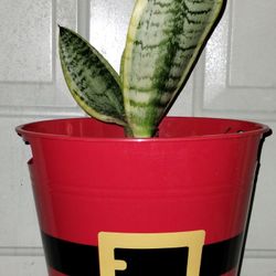 Dwarf Sansevieria Snake 🐍 Plant 