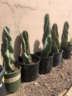 3 Gallon Twisted Peruvian Apple (Cereus peruvianus)