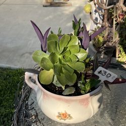 Many Beautiful Succulents 