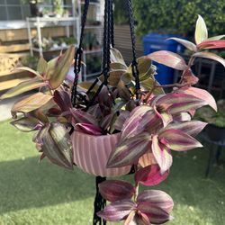 Beautiful hanging plant