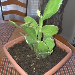 Cactus for home!    Please!