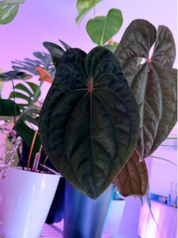 Anthurium RVDP x (Voldemort x Guna Yala) (MOVING SALE)
