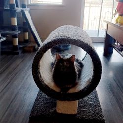 Cat Tunnel 