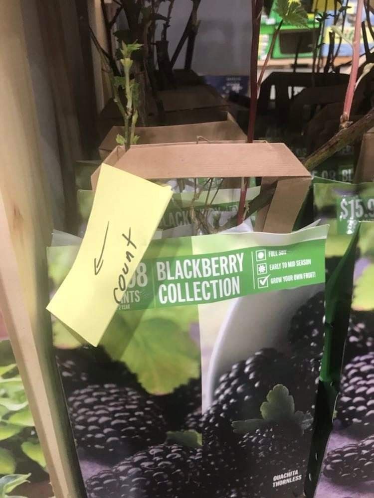 Arapaho Thornless Blackberry Seedling Plant 1ft Ready To Plant
