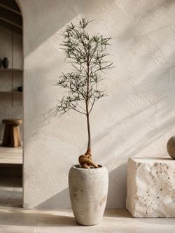 ~ 65” Tall Queensland Bottle Tree/ Brachychiton Rupestris (Planter Included) ‘Local LA Seller’