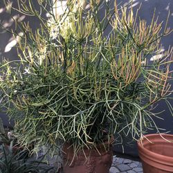 Large Clay Pot With Healthy Pencil Plant