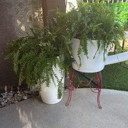 Plantas Con Todo Y Vase 