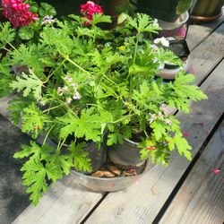 Citronella  from  mosquitoes