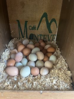 Organic Farm Fresh Eggs $9/dozen